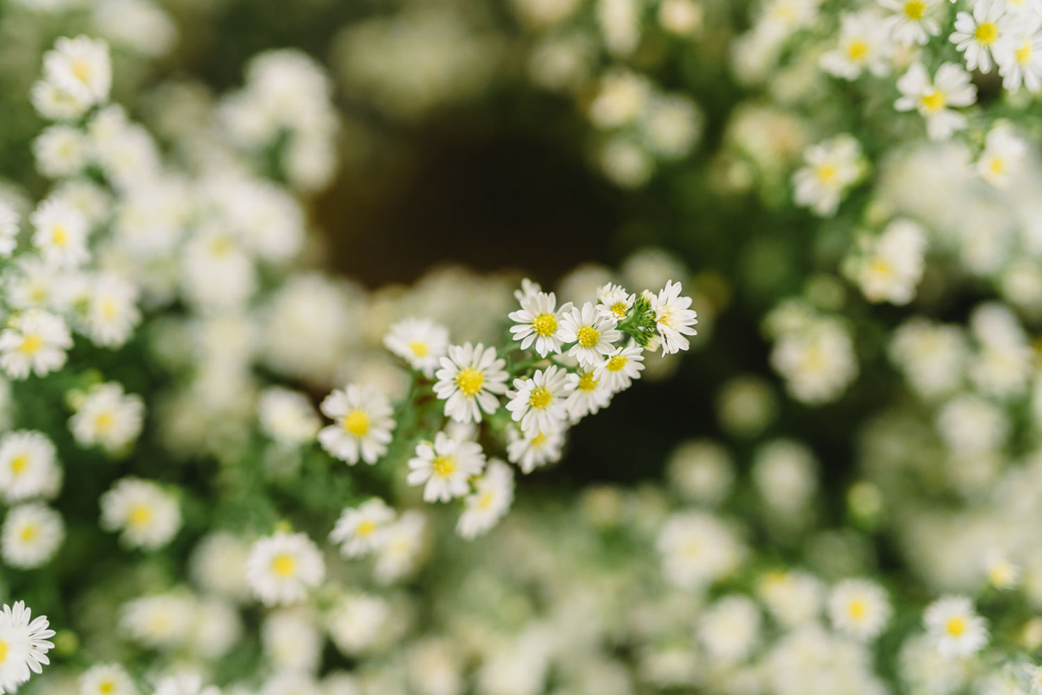 Foto Casamento Raul e Luana Locks - Imagem 4