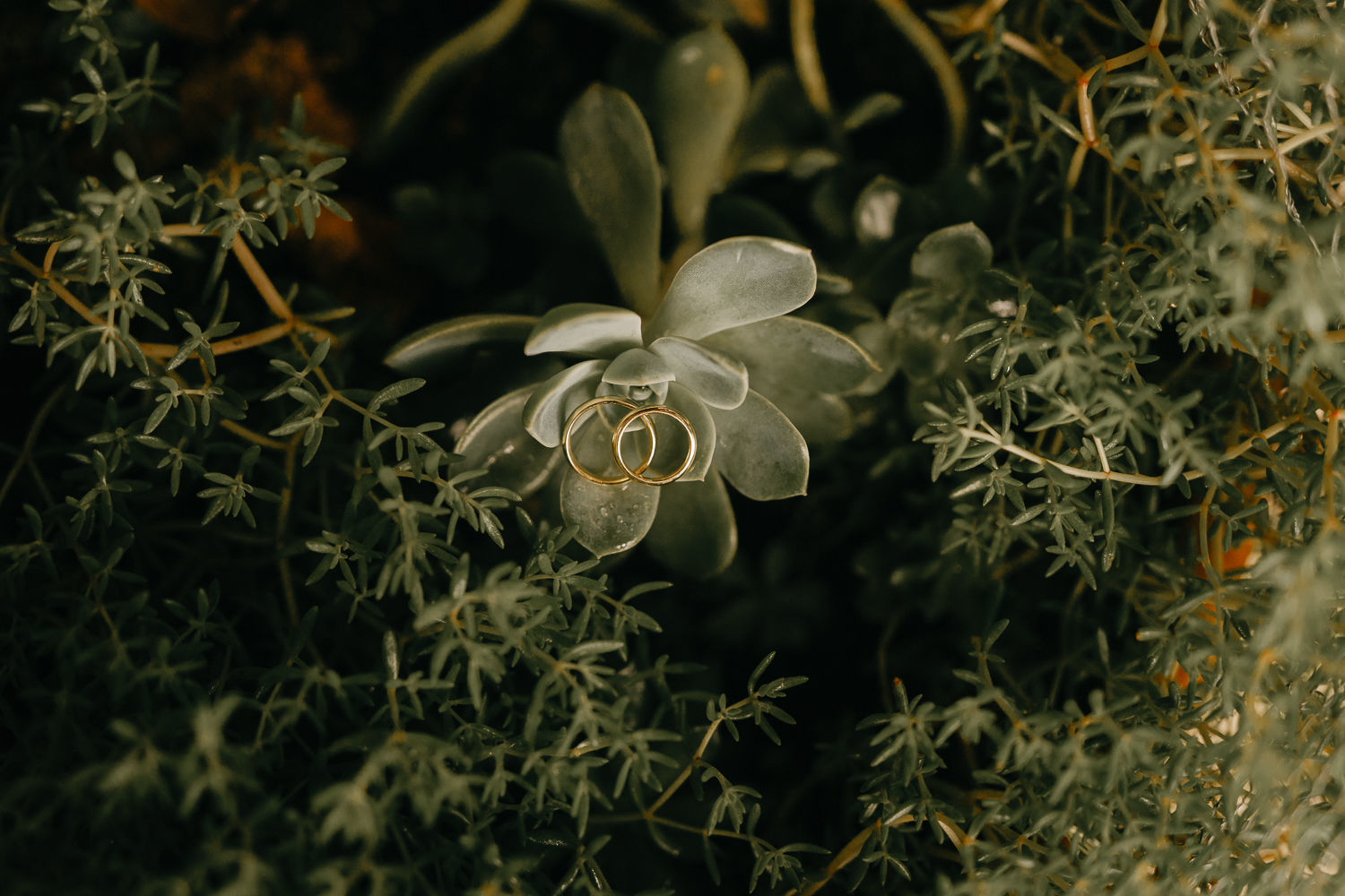 Foto CASAMENTO JESSICA STIERLE E GUSTAVO ABDALA - Imagem 75