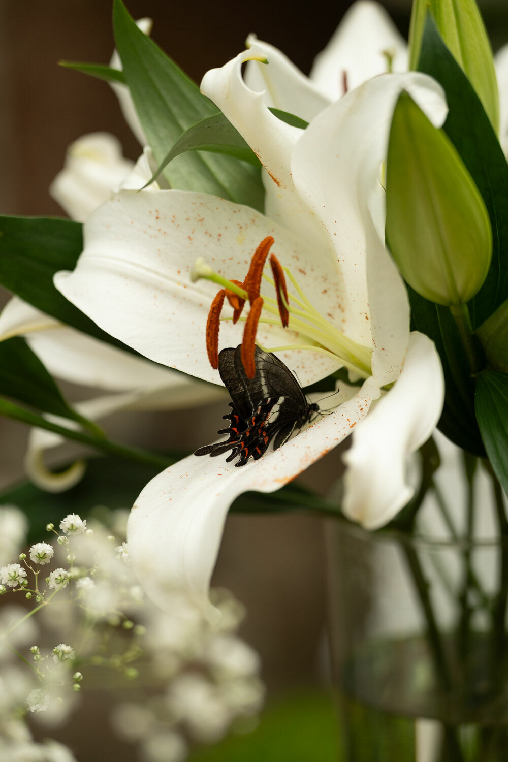 Foto PAULA E CARLOS  - Imagem 51